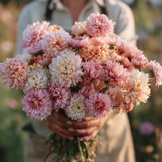 100 Duchess Peony Apricot Aster Flower Seeds - Etsy