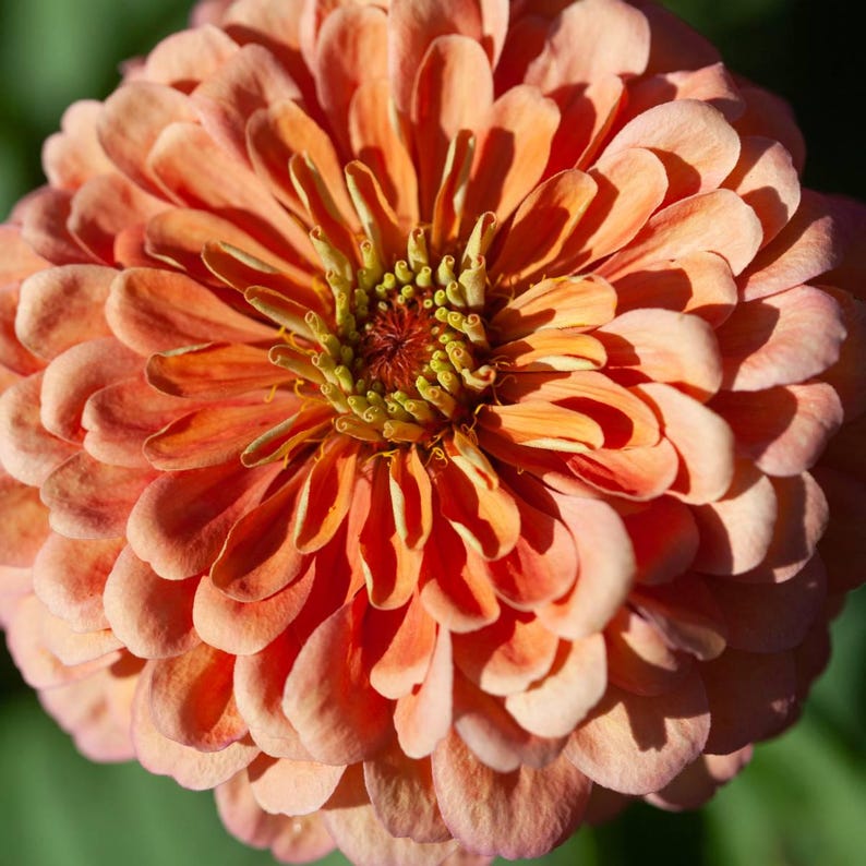200 Peaches and Cream Zinnia Flower Seeds - Etsy