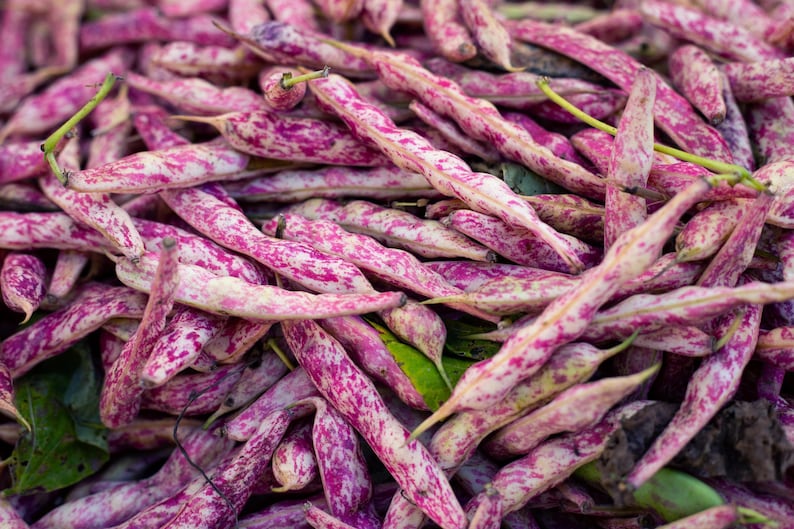 New Hill Farms Dragon's Tongue Bush Bean Seeds