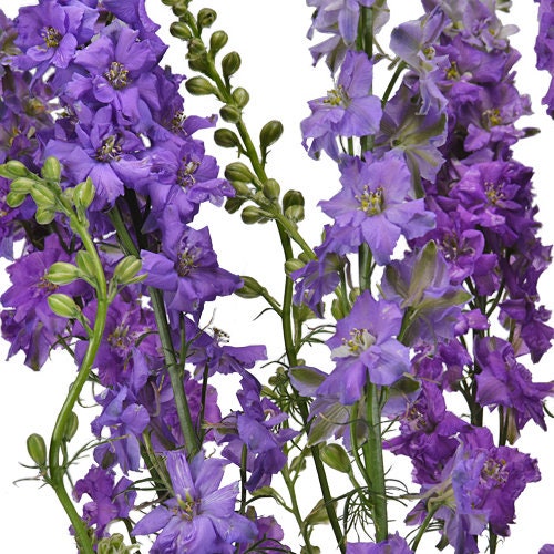 100 QIS Lilac Larkspur Seeds For Fall Plantings 