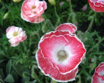 300 Falling in Love Poppy Flower Seeds