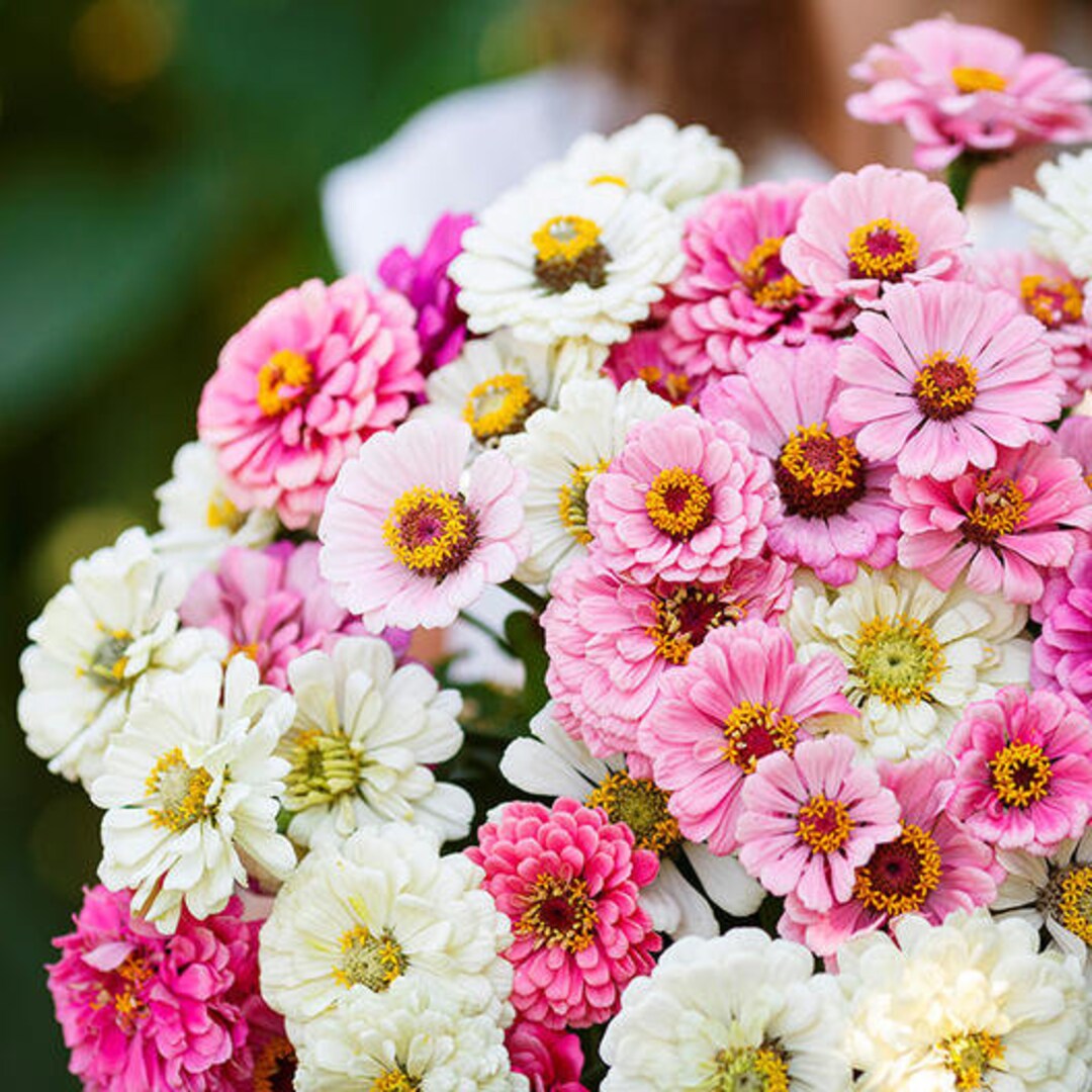 100 Pastel Mix Zinnia Flower Seeds - Etsy