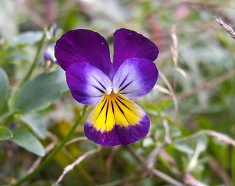 その他 PLAYME Flower Garden H0802 H0802 Flower Garden - YouTube