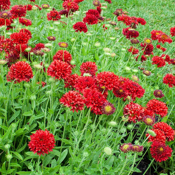 50 Sundance Red Gaillardia Flower Seeds