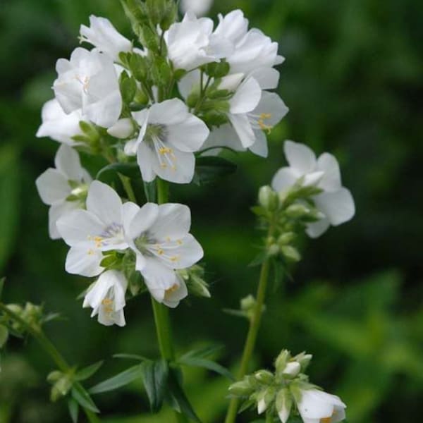 50 Pearl White Jacobs Ladder Flower Seeds