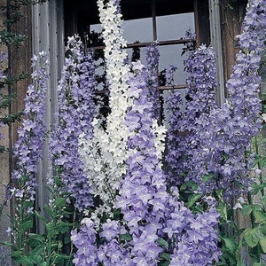 100 Pyradmidalis Campanula Bell Flower Seeds
