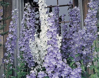 100 Pyradmidalis Campanula Bell Flower Seeds