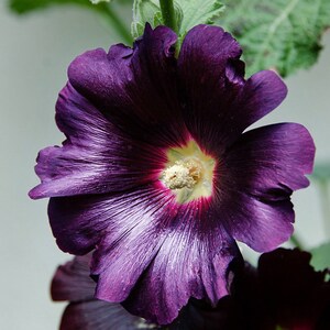 10 Purple Rain Perennial Hollyhock Flower Seeds image 2