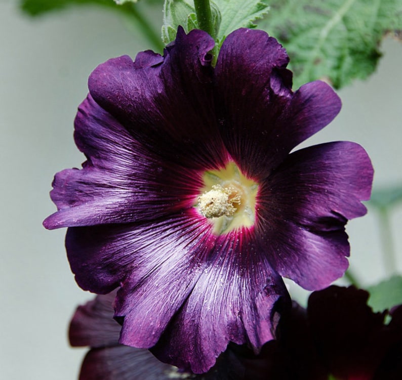 10 Purple Rain Perennial Hollyhock Flower Seeds image 2