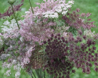May include: A bouquet of Queen Anne's Lace flowers in various shades of purple, white, and green. The flowers have delicate, clustered blooms and are arranged against a blurred green background. The image showcases the natural beauty of the wildflowers.