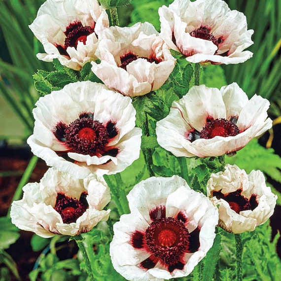 200 AFGHAN RESELECTED Blue POPPY Mixed Colors Papaver