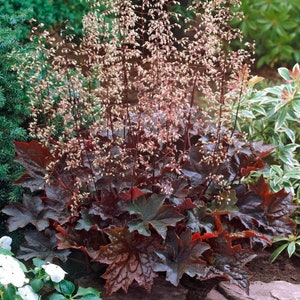 50 semillas de flores de heuchera Palace Purple Coral Bells