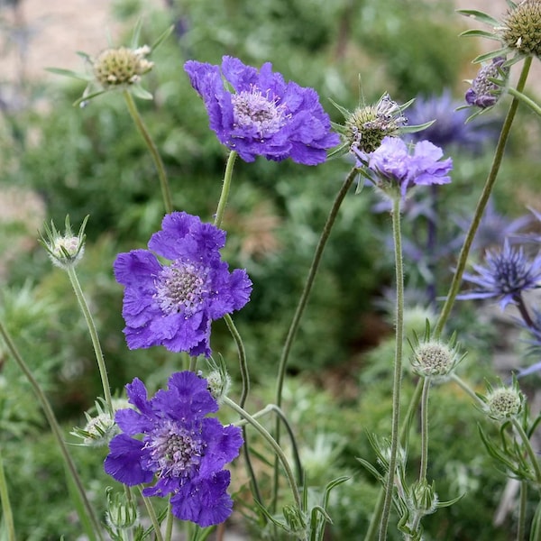 20 Perennial Blue Scabiosa Flower Seeds