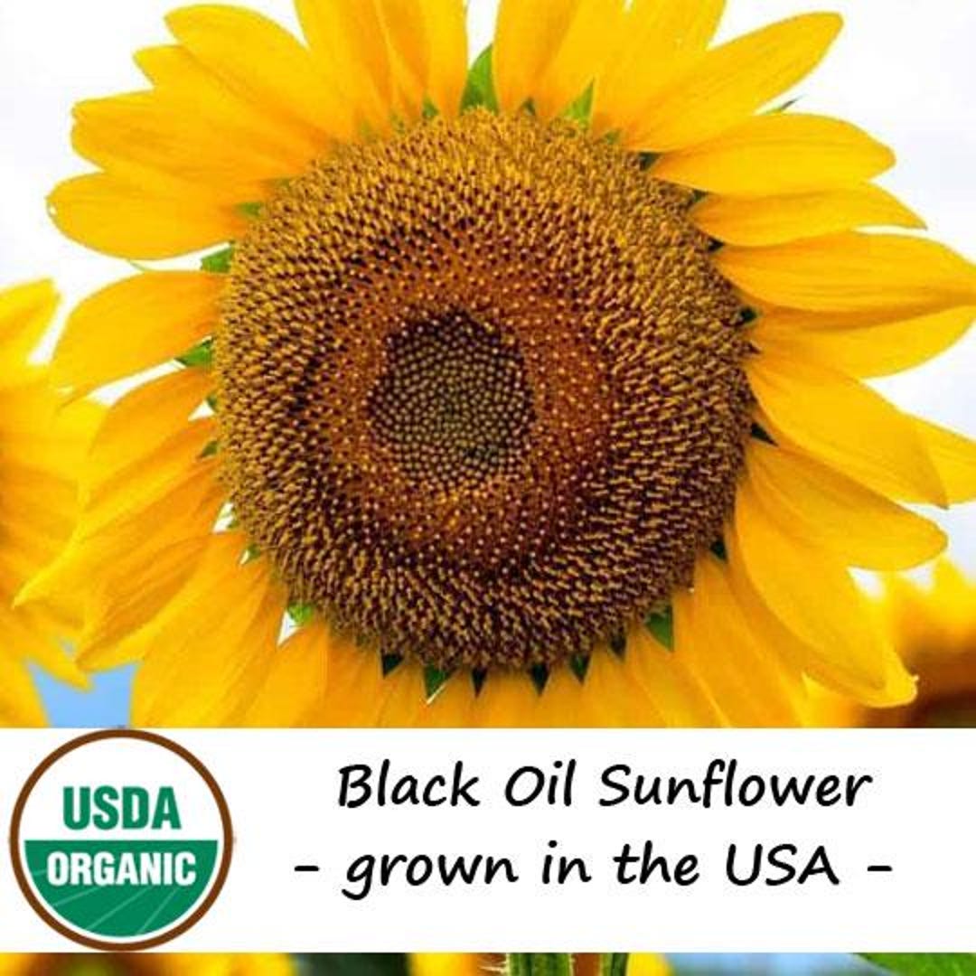 50 Heirloom Organic Black Oil Sunflower Seeds - Etsy