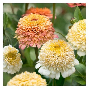 50 Peaches and Cream Crested Zinnia Flower Seeds
