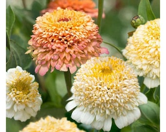 50 Peaches and Cream Crested Zinnia Flower Seeds