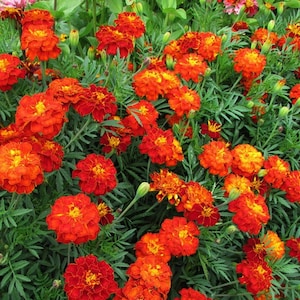 200 Cherry Red French Marigold Flower Seeds