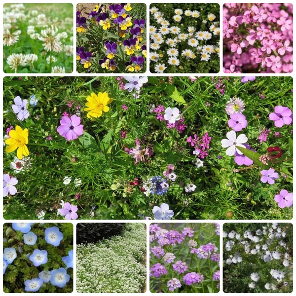 500 Flowering Ground Cover Flower Seed Mix