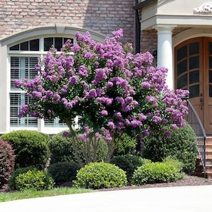 25 Purple Catawba Crepe Myrtle Tree Seeds