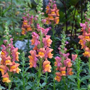 100 Rocket Bronze Snapdragon Flower Seeds