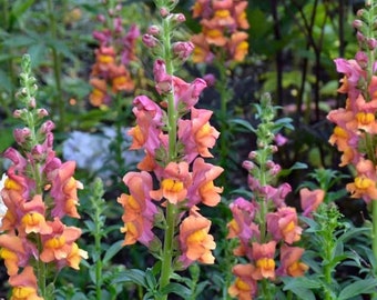 100 Rocket Bronze Snapdragon Flower Seeds