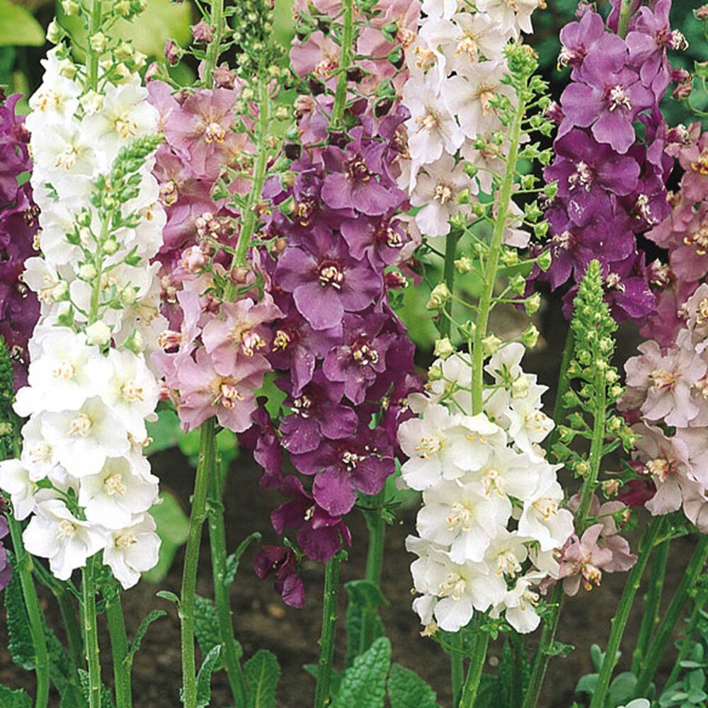 thumbnail image 2 of Verbascum Phoeniceum Hybrid Mixed Hardy Perennial Flower - 200x Seeds - Flower | UK 2 of 12