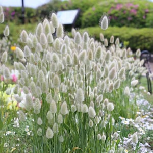50 Bunny Tails Flower Seeds image 1