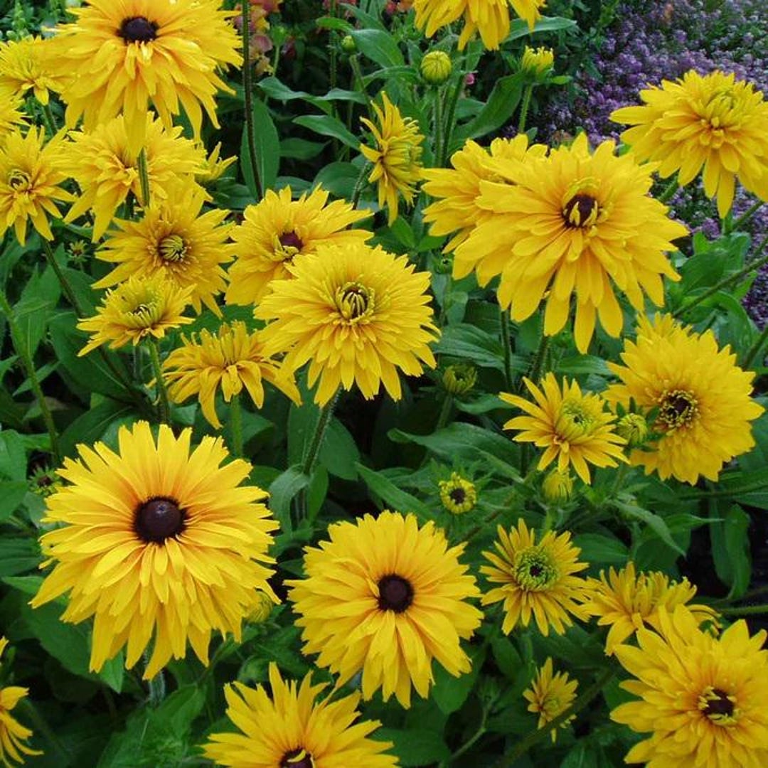 Double Golden R 100 Double Golden Rudbeckia Flower Seeds - Etsy