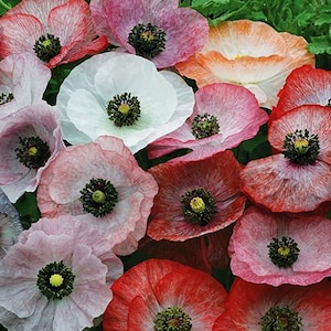 100 Mother of Pearl Poppy Flower Seeds