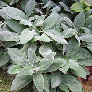 100 Lambs Ear Flower Seeds
