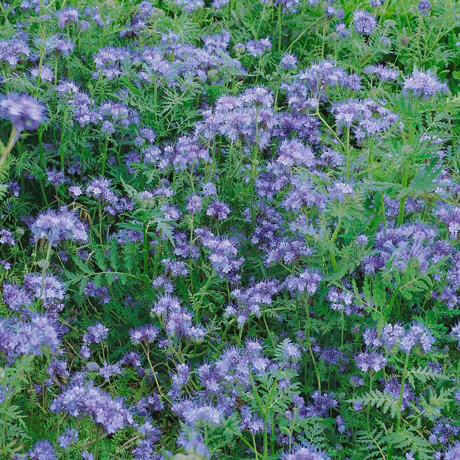 Phacelia Mrs Seeds main image 1