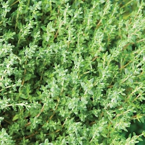 200 Organic English Thyme Herb Seeds