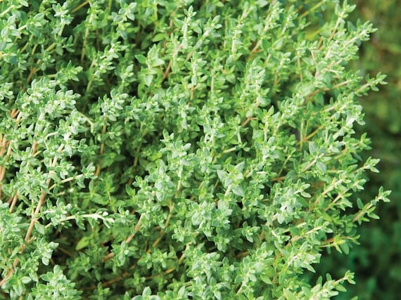 200 Organic English Thyme Herb Seeds - Etsy Canada