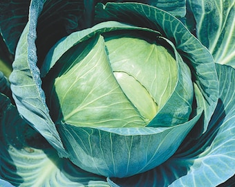 May include: A close-up of a green cabbage with tightly packed leaves.