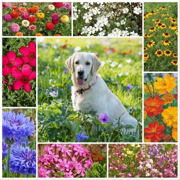 2000 Pet Friendly Flower Seed Mix