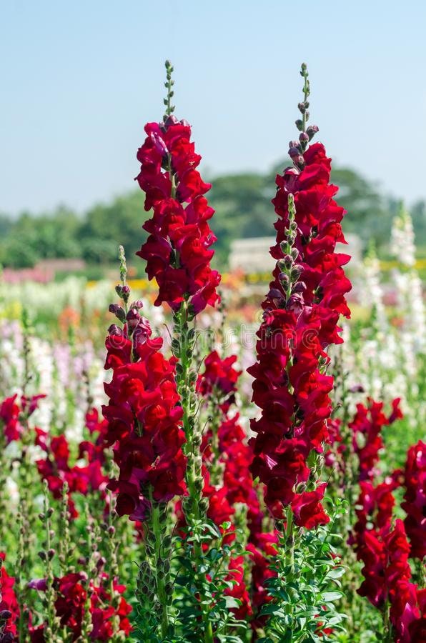 planting gift Essential Gardeners Gift Box | Gardening Gifts | Buy Online main image 1