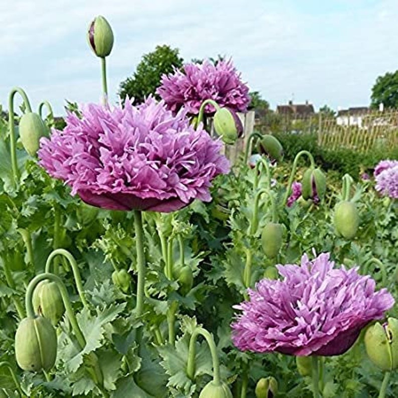 300 Double Peony Purple Poppy Flower Seeds For Fall Etsy