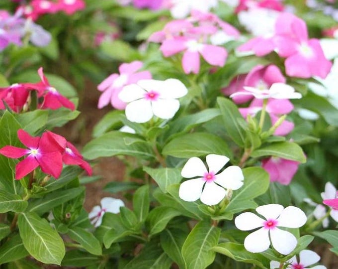 Vinca Heat Wave Raspberry Vinca Raspberry Periwinkle Flower Seeds / Annual 40+ - Etsy