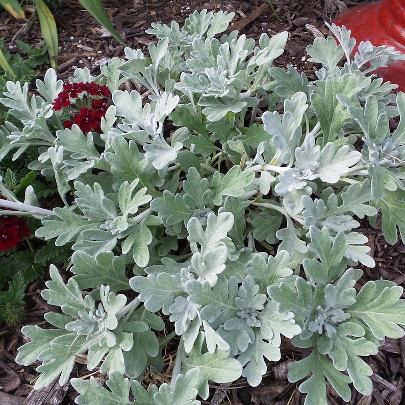 200 Dusty Miller Quicksilver Flower Seeds For Spring Etsy
