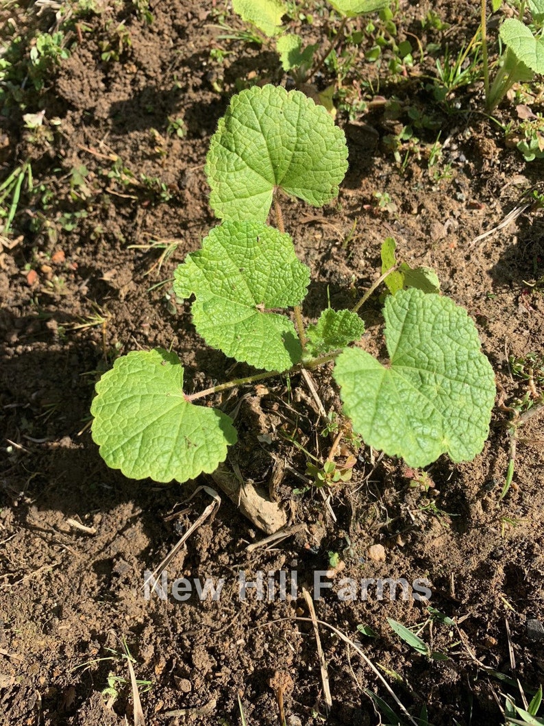 以下が含まれることがあります： 大きく、質感のある緑色の葉を持つ若い植物のクローズアップ。 植物は濃い茶色の土壌で育ち、背景には草やその他の小さな植物が見えます。 下部には「New Hill Farms」というテキストがあります。