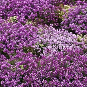 500 Alyssum royal Carpet Flower Seeds | Etsy