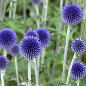 25 graines de fleurs de chardon bleu