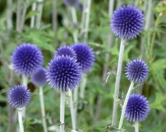 May include: A close-up of a cluster of blue globe thistle flowers in bloom. The flowers are round and spiky, with a light blue color. The flowers are growing in a garden setting.