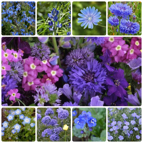 1000 Blue Flower Seed Mix