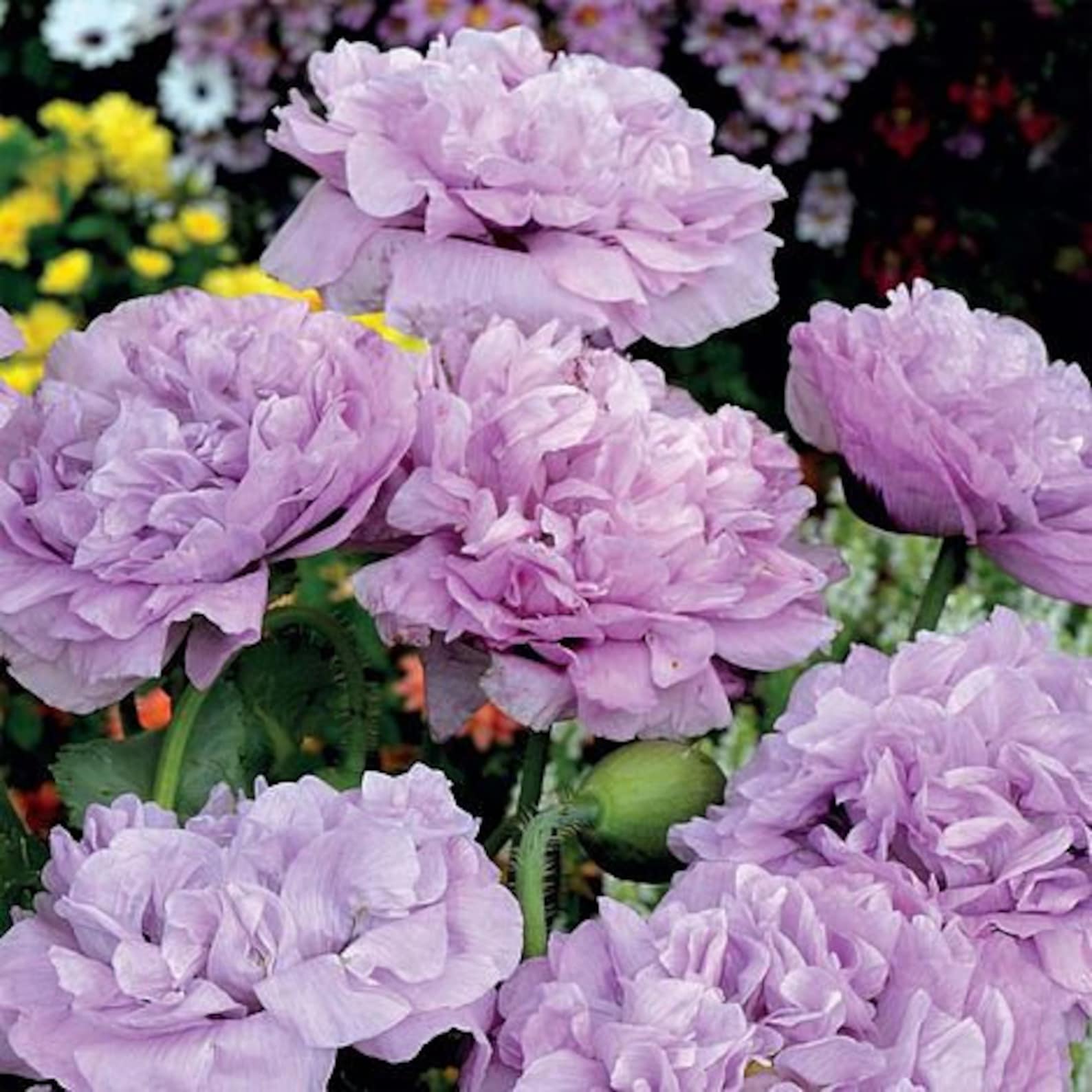 300 Double Peony Purple Poppy Flower Seeds For Fall | Etsy