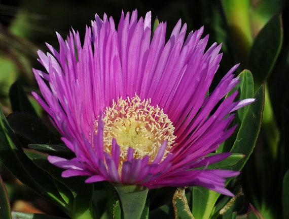 500 Ice Plant Mixed Color Flower Seeds Etsy