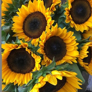 25 Procut Orange Sunflower Seeds