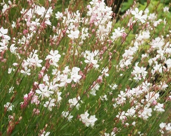 50 semillas de flores de flor de abeja Gaura