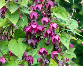 5 Purple Bell Vine Flower Seeds