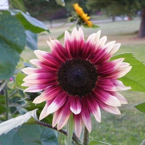 25 Cherry Rose Sunflower Seeds